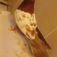 کبوتر تهرانی  ..سینه سرخ