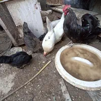 مرغ و خروس محلی اصل