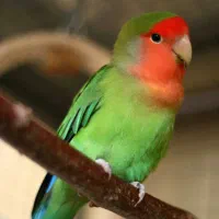 طوطی کوتوله
