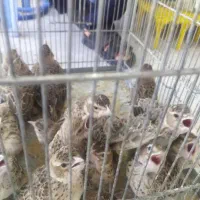 جوجه قناری درختی