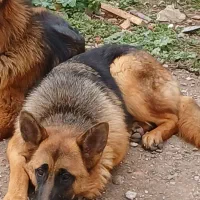 یه سگ ژرمن شولاین  ماده 17 ماهه