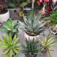 گل و گیاه، کاکتوس، آگاو، دم روباهی