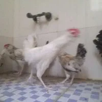 ۷عدد خروس ریشو گلین ملاسانی هستم