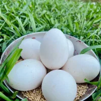 ۶عددتخم قوغاز