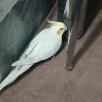 پرنده عروس