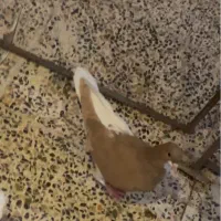 کبوتر راست زرد