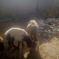 فروش کاوربابره بسیار حیوون خوب