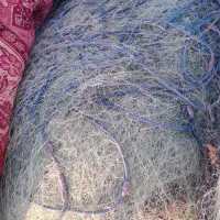 فروش تور گوافی حمیرو صفر و و بوچ های شیر شکار