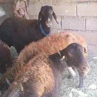 میش بز نربز قوچ بره بزغاله