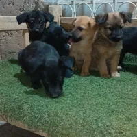 ژرمن سایزریز .میکس