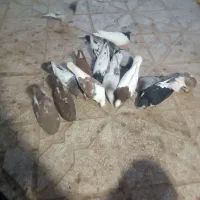 کبوتر کفتر