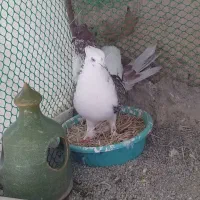 ۲ عدد پرنده فروشی