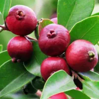 نهال گوآوا (گاوا)، ازگیل، پالم‌و یوکا