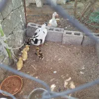 اردک با جوجه هایش