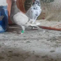 کفتر