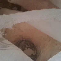 آرد گندم