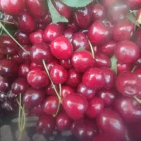 گیلاس تک دانه