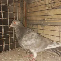 ماده زاجررنگ دارچینی
