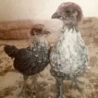 جوجه محلی ،لار ی،سلطان