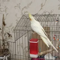 فروش عروس هلندی نر