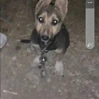 سگ پا کوتاه