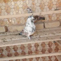 کبوترپرشی آس