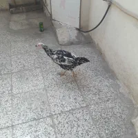 مرغ