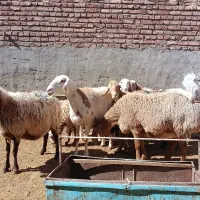 میش|حیوانات مزرعه|بیرجند, |دیوار