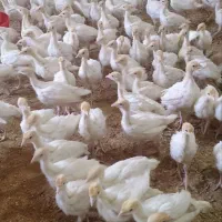 فروش جوجه بوقلمون بیوتی و دان مخصوص
