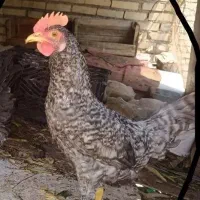 مرغ عربی اصیل