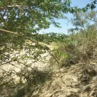 اجاره کننده زمین کشاورزی دیم جهت کشت گندم