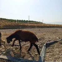 بره همو هترو