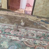 عروس هلندی