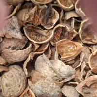 فروش پوسته هسته زردالو .پسته .گردو