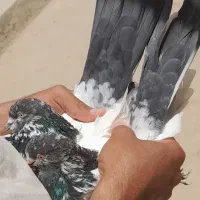 کبوتر کله دار