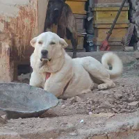 سگ ماده پژدر به همراه توله