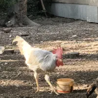 مرغ و خروس