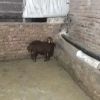 بره ماده افشاری