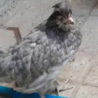 دوتامرغ ویک خروس نژادگلین7'8ماهه