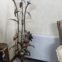 آباژور