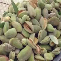 بادام دوپونت کاغذی و سنگی و آجیل