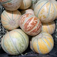 شاه پسند مشهدی مرپینه