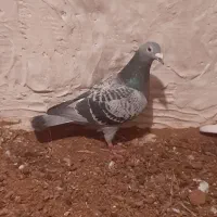 این سبز تو بیدک باخت خورده