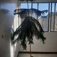 کاج مطبق
