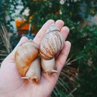 حلزون البینو