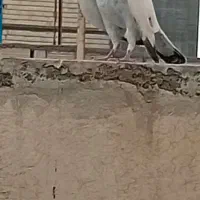 جوجوه کفتر