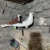 کفتر ساده و چپ پرشی
