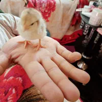 جوجه گلین چهل تاج ریشو