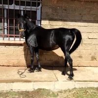 مادیون مشکی ترکی سن ۹سال