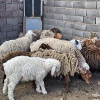 میش